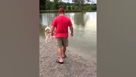 Simba the Sweet Husky swims!
