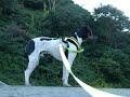 P1000507　日本テリア(Japanese Terrier,Nihon Terrier) の動画、YouTube動画。