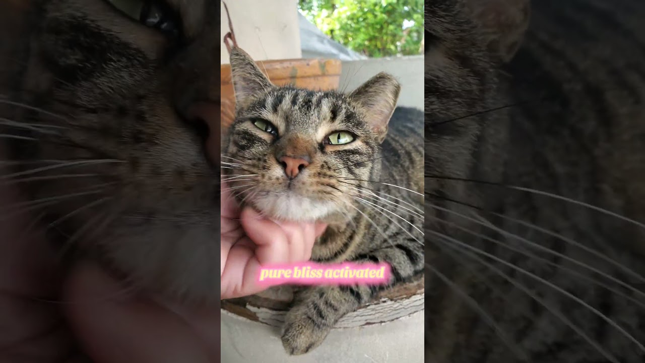 Dori’s Sweetest Moments: Pure Bliss with a Chin Scratch | Relaxing Cat Cuddles