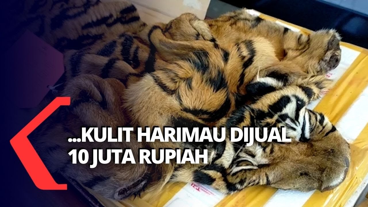 Polisi Gagalkan Penjualan Kulit Harimau Sumatera