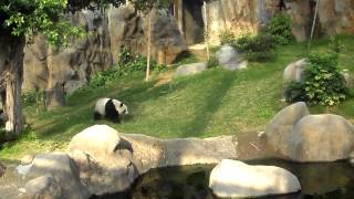 One of the main attractions at ocean park hong kong is giant panda.
this day, after finishing its sun tan by waters, panda started ritual
...