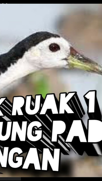 suara ruak ruak pikat #ruakruak #ruak #ruakruakpikat