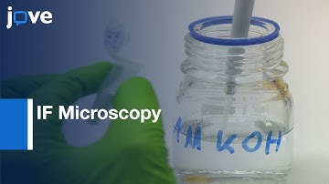 DNA DSB Formation and Repair Analysis by IF Microscopy | Protocol Preview