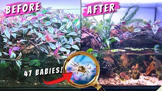 🌿 MY VAMPIRE CRABS HAD BABIES AGIAN || PALUDARIUM UPDATE | TERRAQUAMAN