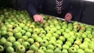 Apples sorting, fruits packing