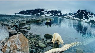 Мир дикой природы - Арктика 4 Серия Документальный Фильм