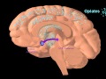 Webinar | Use of Buprenorphine in the Treatment of Opiate Dependence