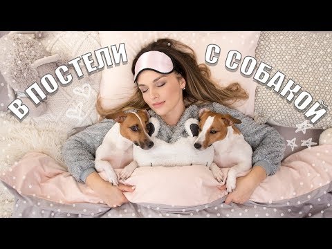 СОН С СОБАКОЙ | ВРЕДНО ИЛИ ПОЛЕЗНО?