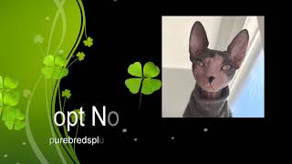 Dobby The Sphynx Adopted by PurebredsPlusCat 23 views 5 months ago 30 seconds