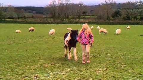Teaching a foal to lead nicely, monty roberts uni student