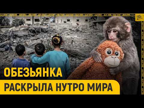  Обезьянка раскрыла нутро всего мира 