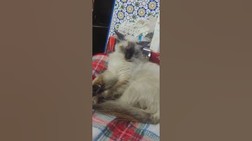 Watch a cat snoring asleep. Funny. the sound of cats. 🙀😻😴😴😴