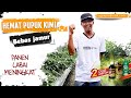 Cabai Panen meningkat bebas fusarium &amp; layu embun hemat pupuk