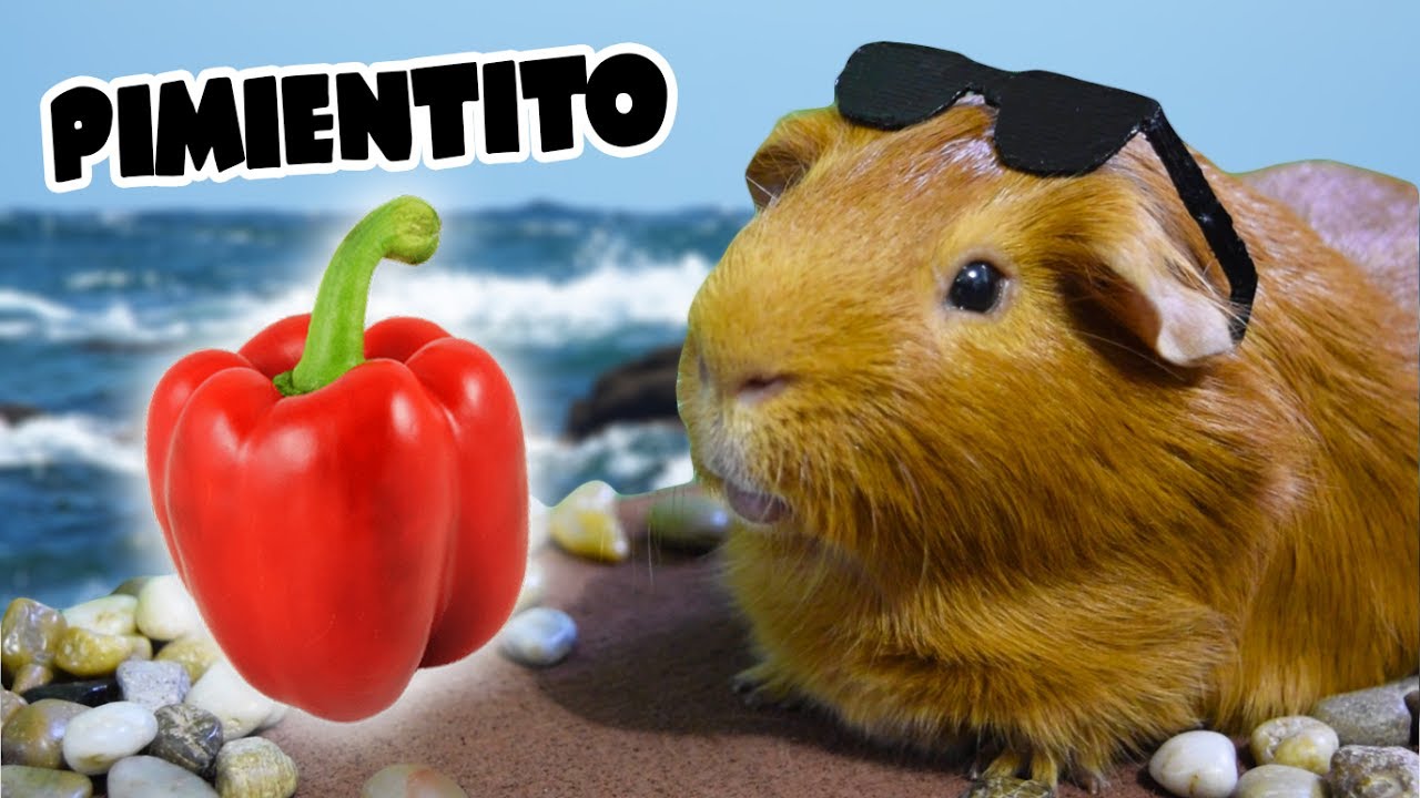 🎤 PIMIENTITO 🐹🌶️ Parodia de 