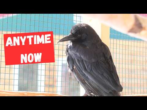 Birds waiting on spring