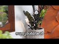 My secret tips for orchid plants  npk