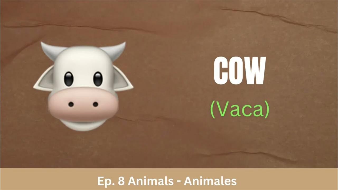 How To Say COW In Spanish Animals Vocab Ep 8 YouTube how-to-say-cow-in-spanish-animals-vocab-ep-8-youtube