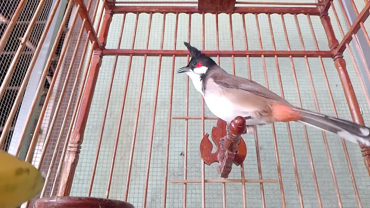 นกกรงหัวจุกป่าหัดร้องเพลงดุเอาเรื่อง เปิด ยั้วนกฟัง นกคึกตาม