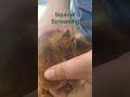 My brother made this Squirrel scream.