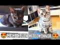 MEINE 2 BABY KATZEN ZIEHEN EIN !!! 😼😍