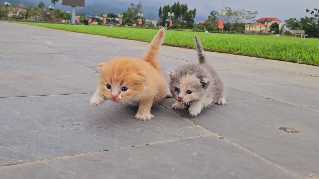 I adopted stray kittens, the kittens were so cute and beautiful after being rescued