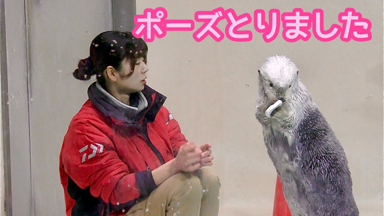 ラッコ メイちゃんとキラちゃん 立ち上がってポーズをとります【鳥羽