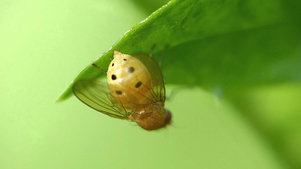 Fliege Sapromyza sexpunctata
