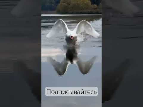 #motivation #motivational #успех #психология #рекомендации #жизнь #love #мотивациянауспех #развитие