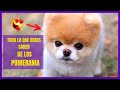 🚨Lo que no sabes sobre los perros Pomerania🚨