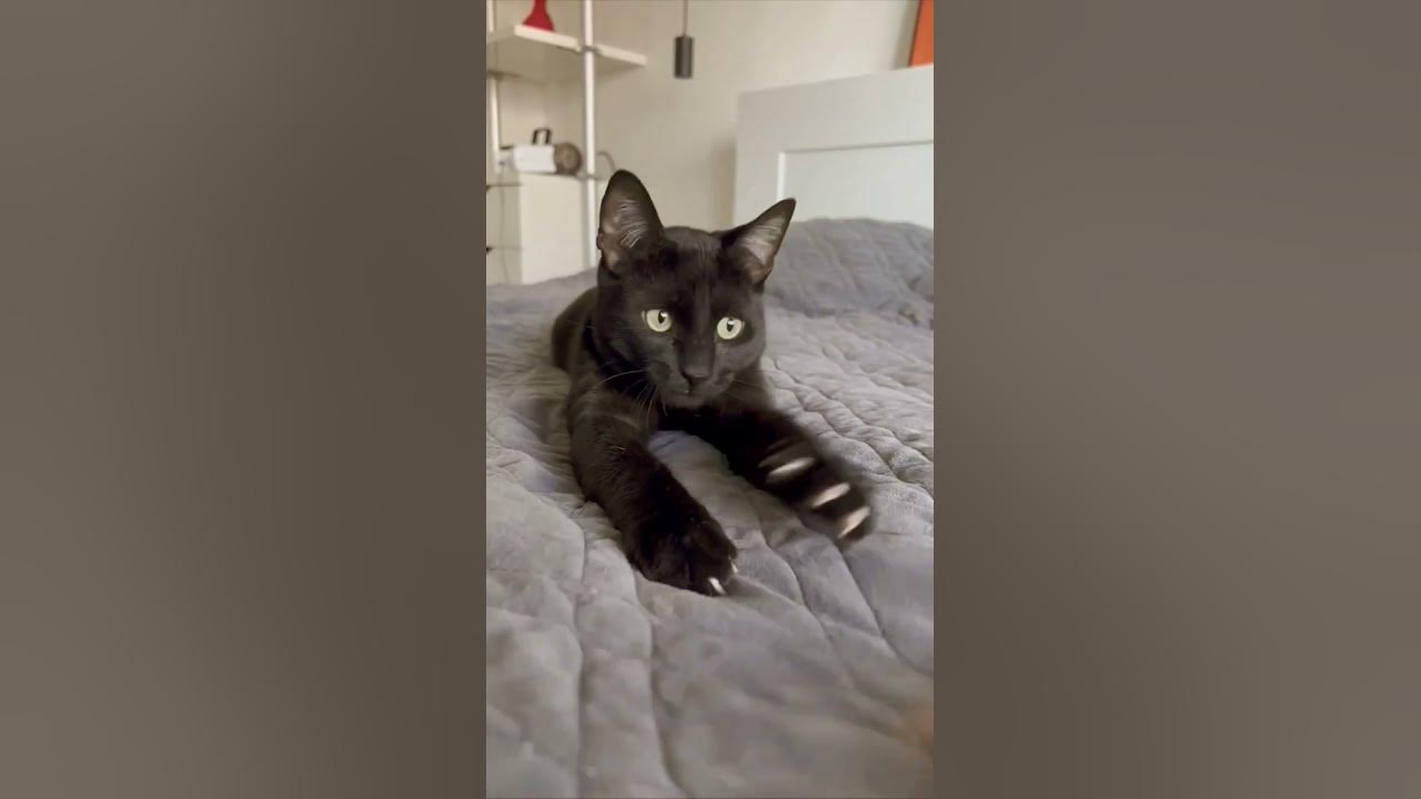 мили котик - YouTube
