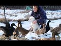 Puppy Meets Ducks for the First Time (Maremma Livestock Guardian Dog)