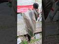 Monster Rohu fish releasing! #shorts #viral #fish #bigfish #amazing