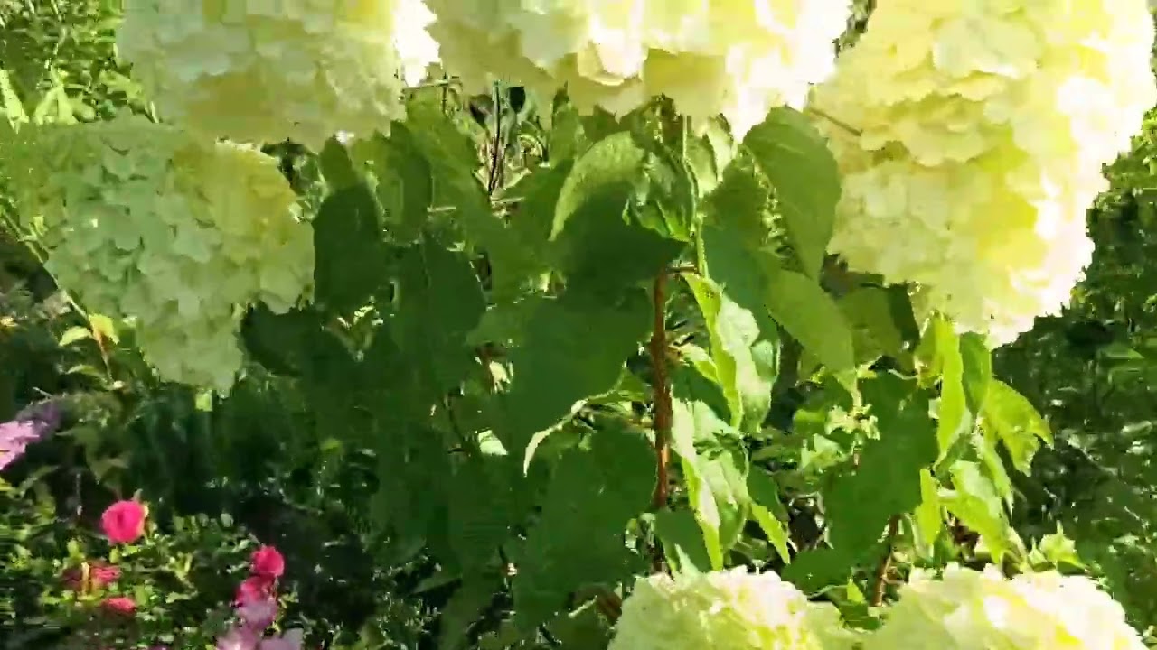 PRZEGLĄD HORTENSJI BUKIETOWYCH  cięcie w poprzednim filmiku