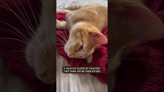 What Your Cat's Sleeping Position Mean! | @cashmere.mittens.cat