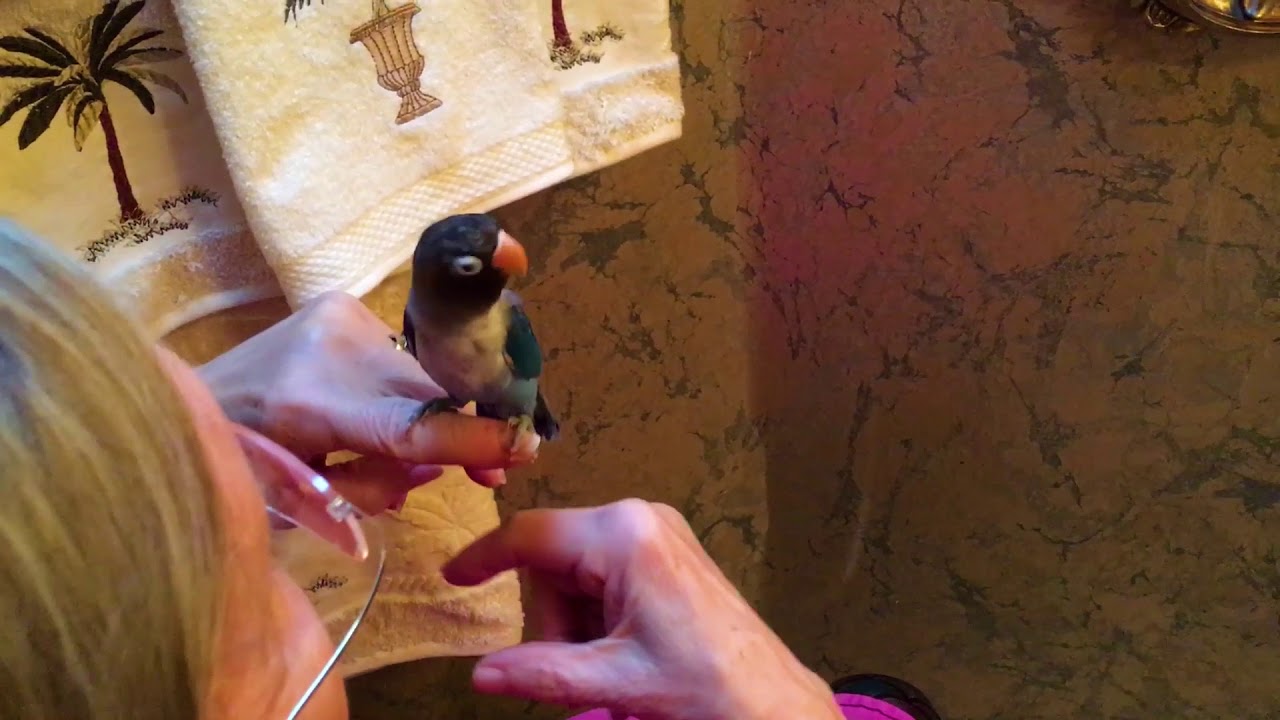 Fly Babies Aviary - Free Shipping - Migdalia Completely Tame