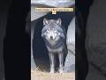 🐺 Howl#11|#wolfsounds #relaxinwolf#wolfsong#wolf #scary#ai#aivideoshorts#shorts#shortsfeed#animals