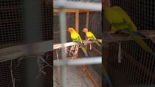 #birds#amazingfacts#bangla#interesting facts#knowledge#new#fact360bd#trending#amazing🥰😍😍🐦🕊🕊🦜🙏👌