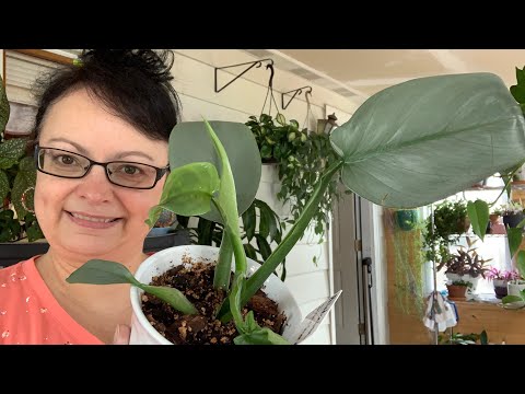 Houseplant Spotlight ✨🔦