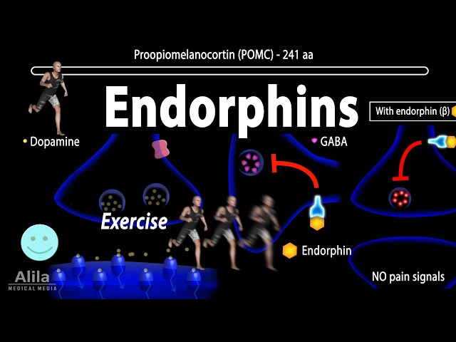 Endorphins, Mechanisms of Action, Animation class=