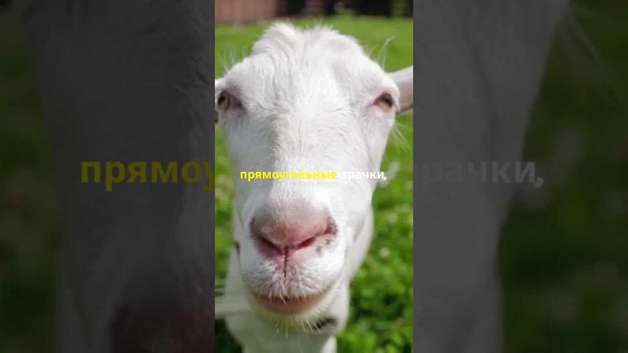 Животные с фантастическим зрением!