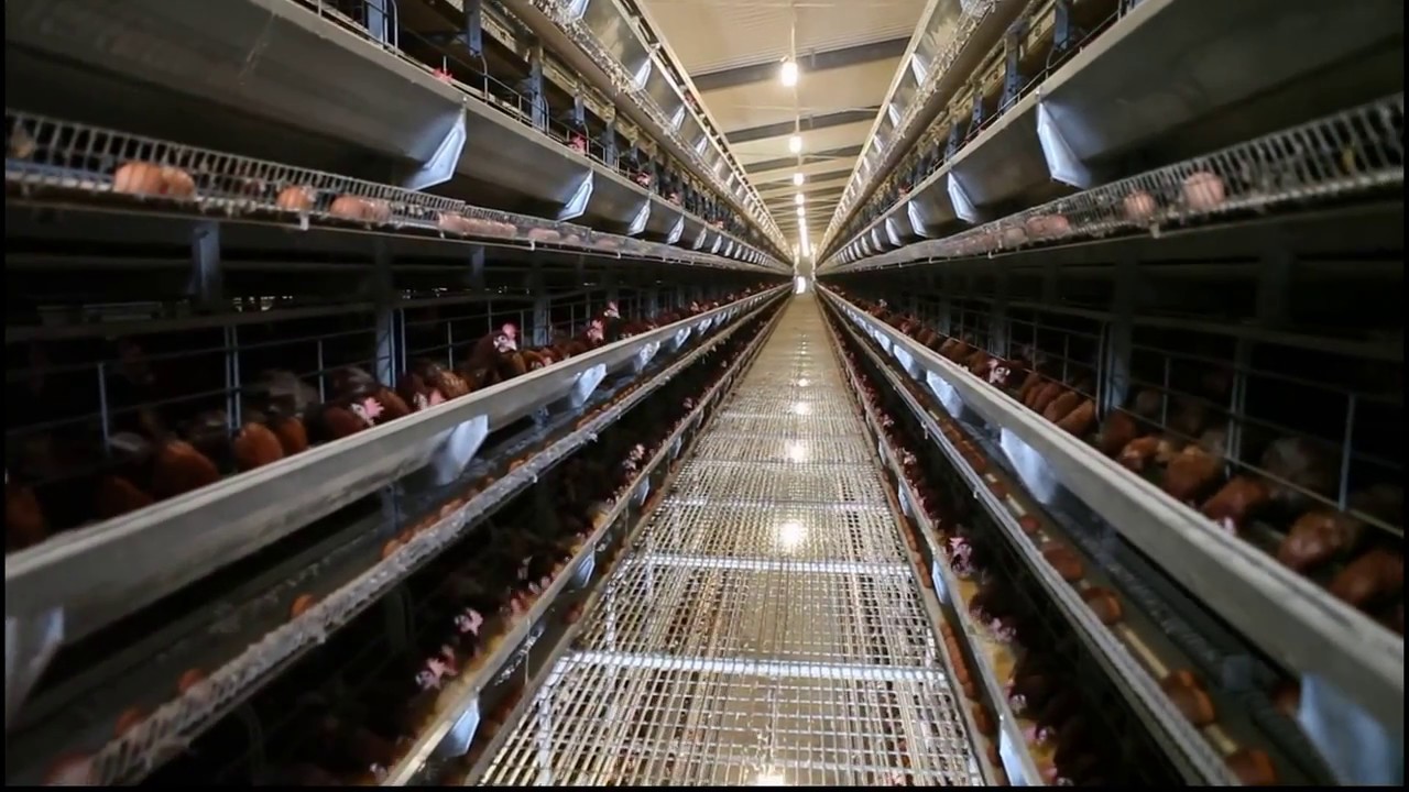 Poultry Farming Equipmentpoultry farming environment control system is