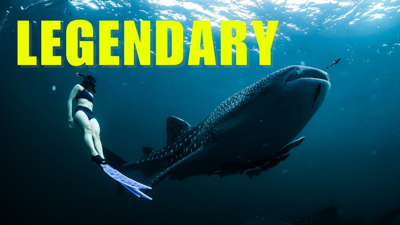 Whale Shark Facts You Didn't Know