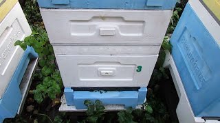 селекция и работа с пчелами - пасечный журнал пчеловода