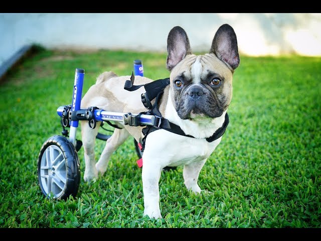 AMAZING PARALYSED DOG FINDS HAPPINESS ON WHEELS!