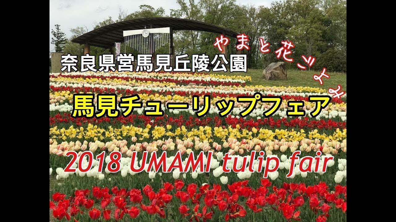 奈良県営馬見丘陵公園 馬見チューリップフェア やまと花ごよみ18 Umami Tulip Fair Youtube