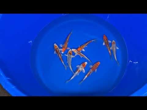 Marusaka Kujaku Koi