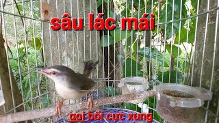 Sâu Lác Mái Kích Bổi Gọi Bầy Cực Xung | Đam Mê Độc Lạ