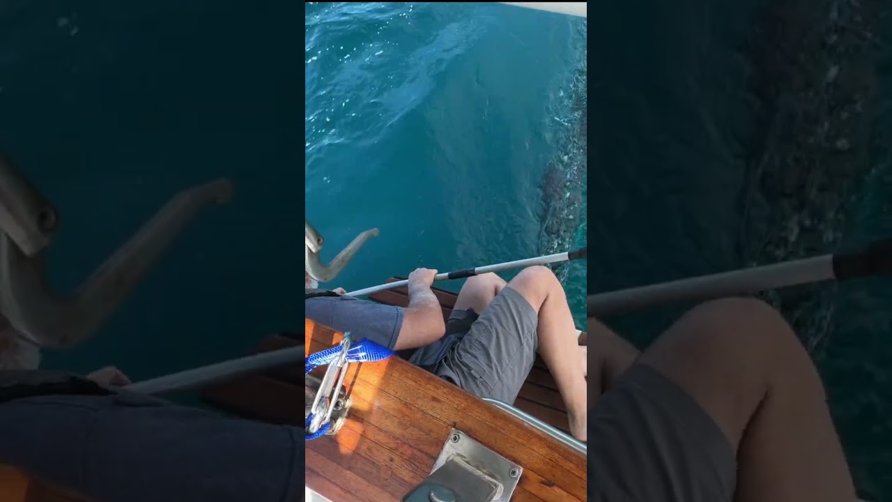 Our rudder got completely tangled under sail #sailing #boating #reallife