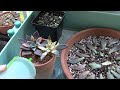 Gambar cover Watering Succulent Propagations: Leaves, cuttings, and offsets