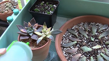 Watering Succulent Propagations: Leaves, cuttings, and offsets